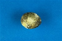 藏品(花圓蜑螺)的圖片